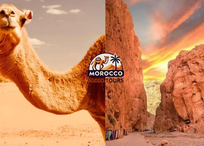 Berber guide with camels during a scenic break on the Marrakech to Fes Desert Tour 4 Days